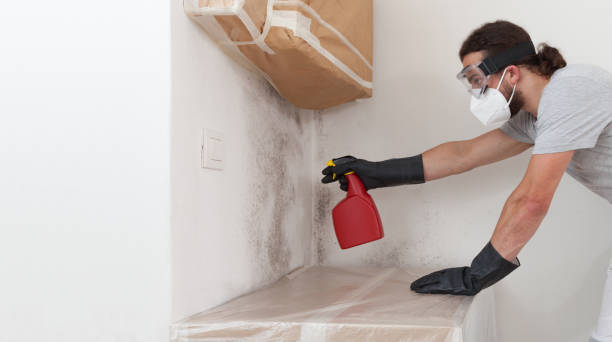 Basement Mold Remediation treatment on basement walls in Timnath
